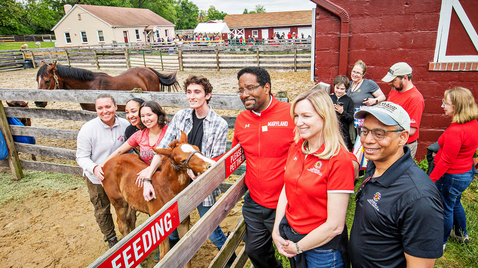 Crowd with horses and foals