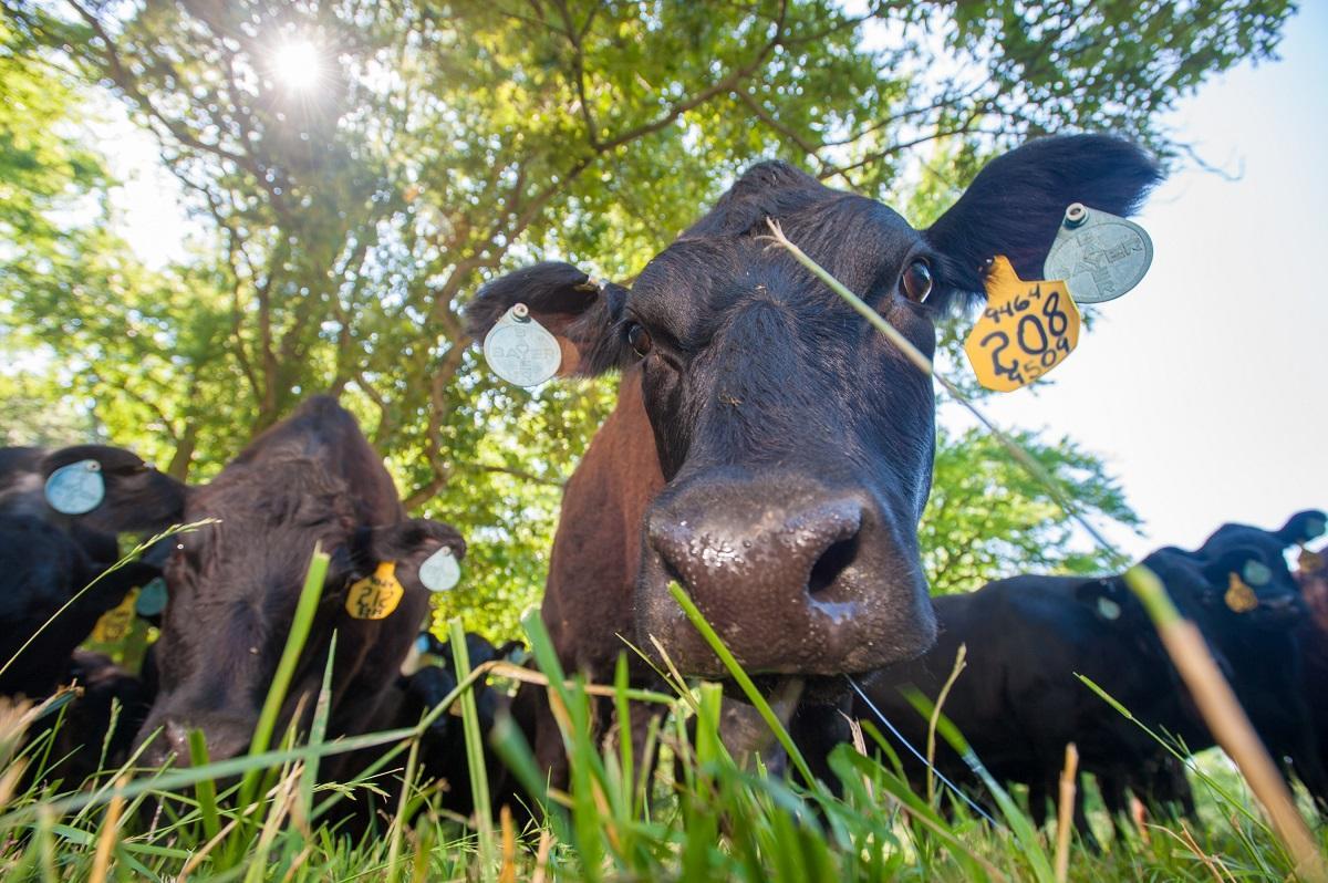 Beef cattle in grass