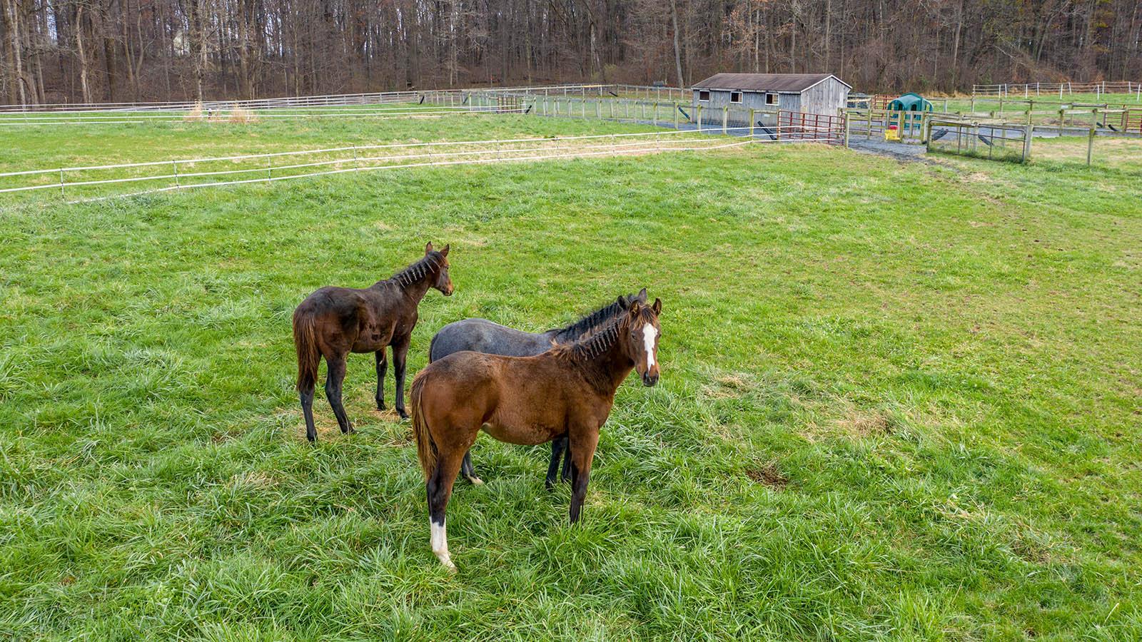 Horses in field